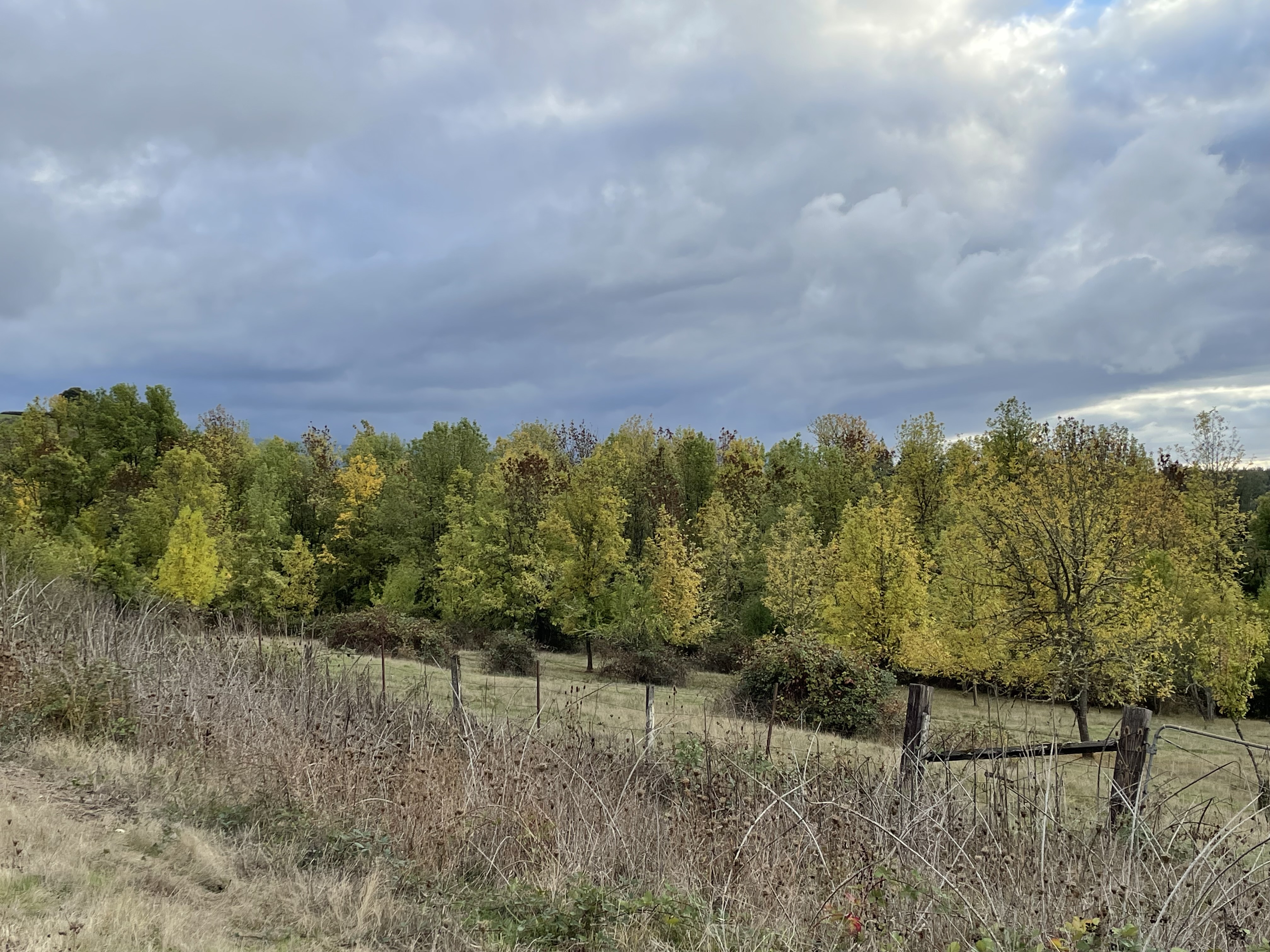A Year of Trees