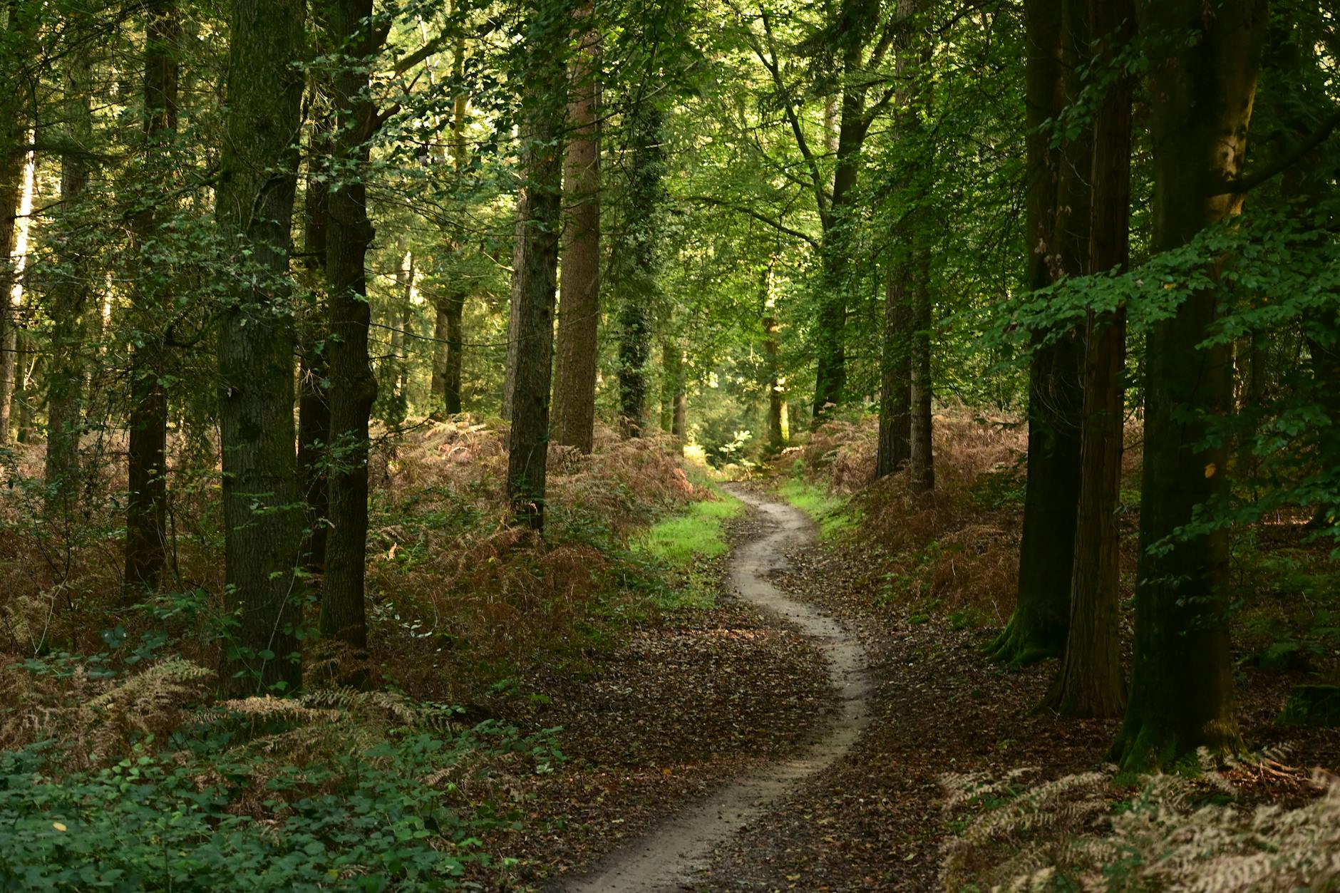 This is The Way