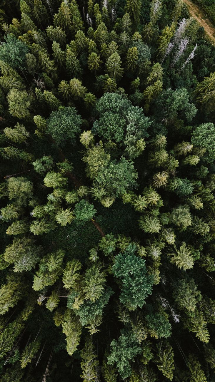 The Trees